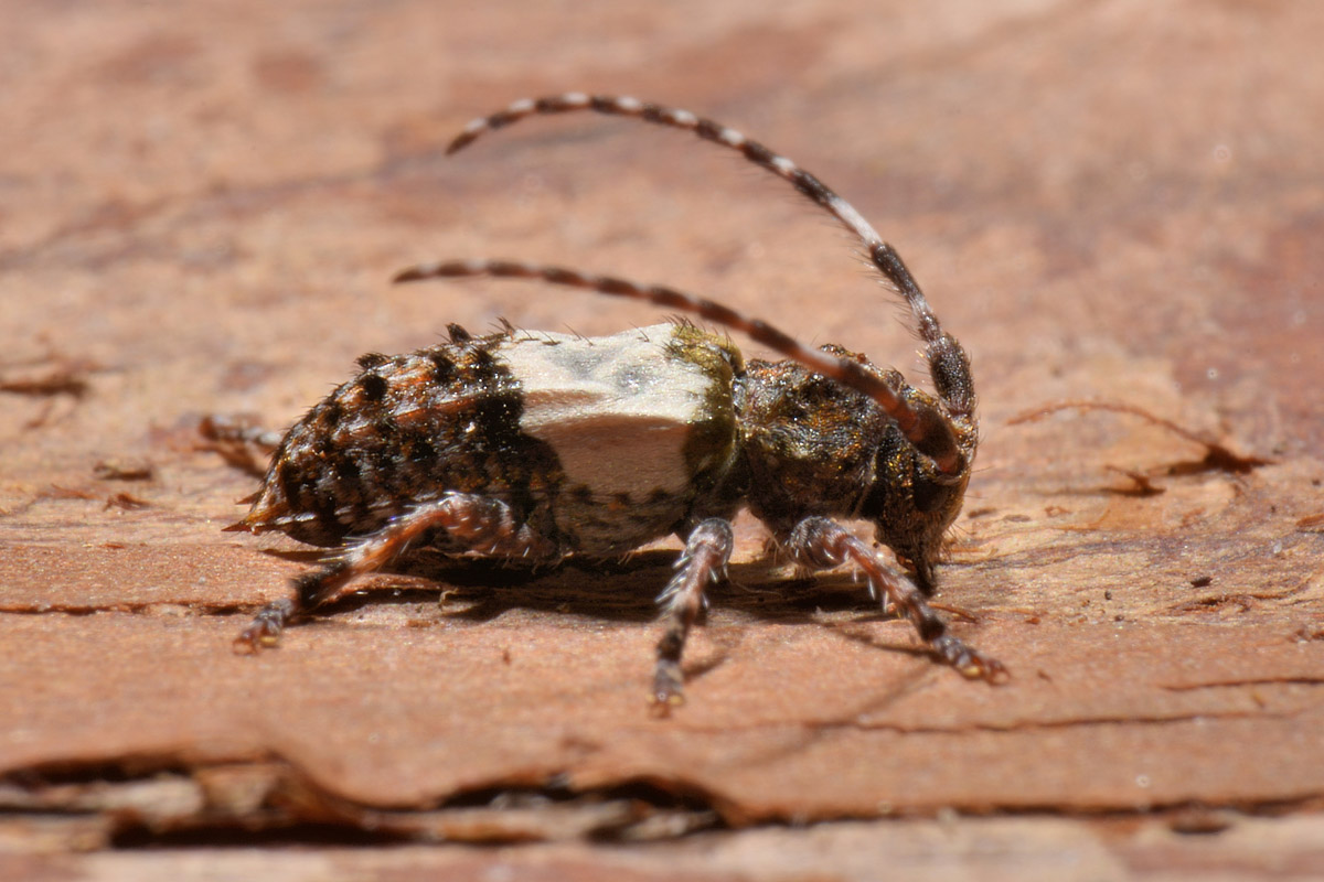 Cerambycidae: Pogonocherus hispidulus